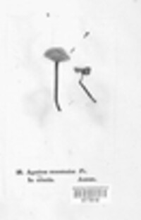 Mycetinis scorodonius image